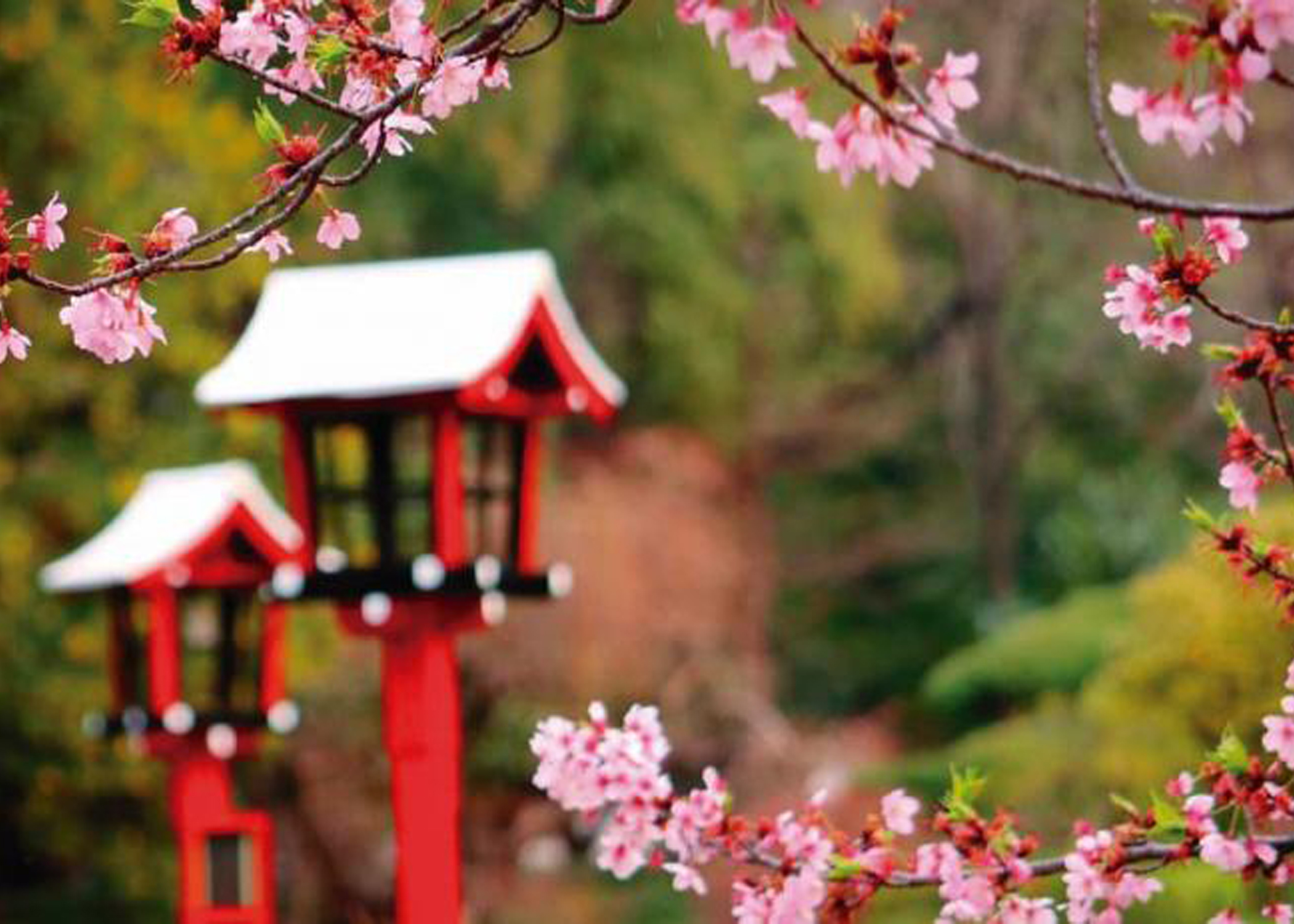 La floración de sakuras, en el Jardín Japonés